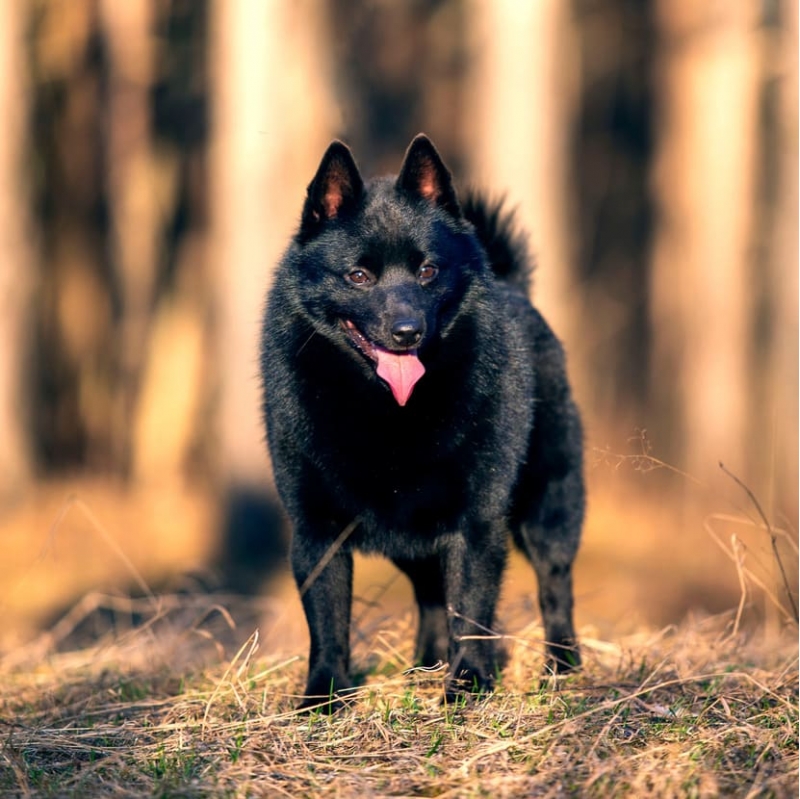      Schipperke