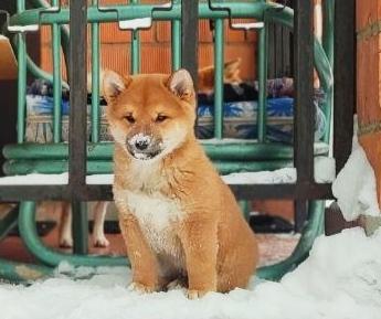 Щенки Сиба Ину