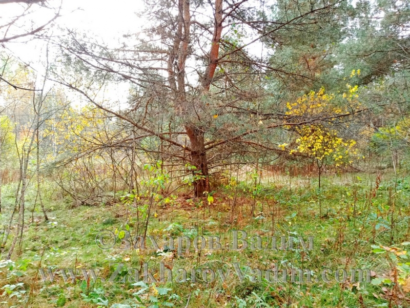 Участок 20 сот. Козьи горы в сосновом лесу. Смоленск.
