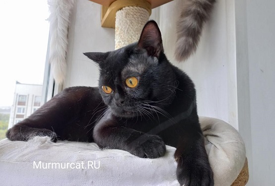 Бомбейские котята