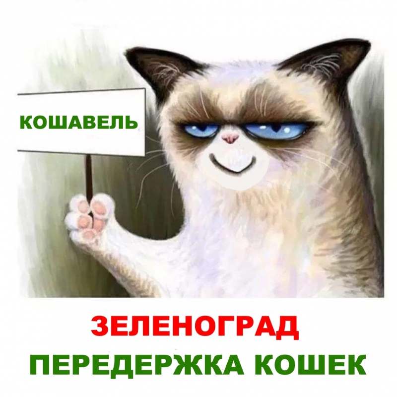 Передержка кошек Кошавель