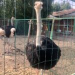 Миниферма Страусы Мытищинский район
