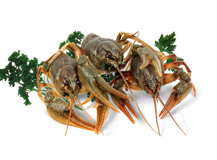 Живые раки