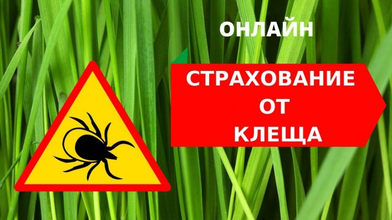 страхование от укуса клеща