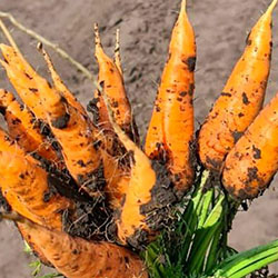 Бронирование раннего урожая картошки и морковки в Алтайском крае