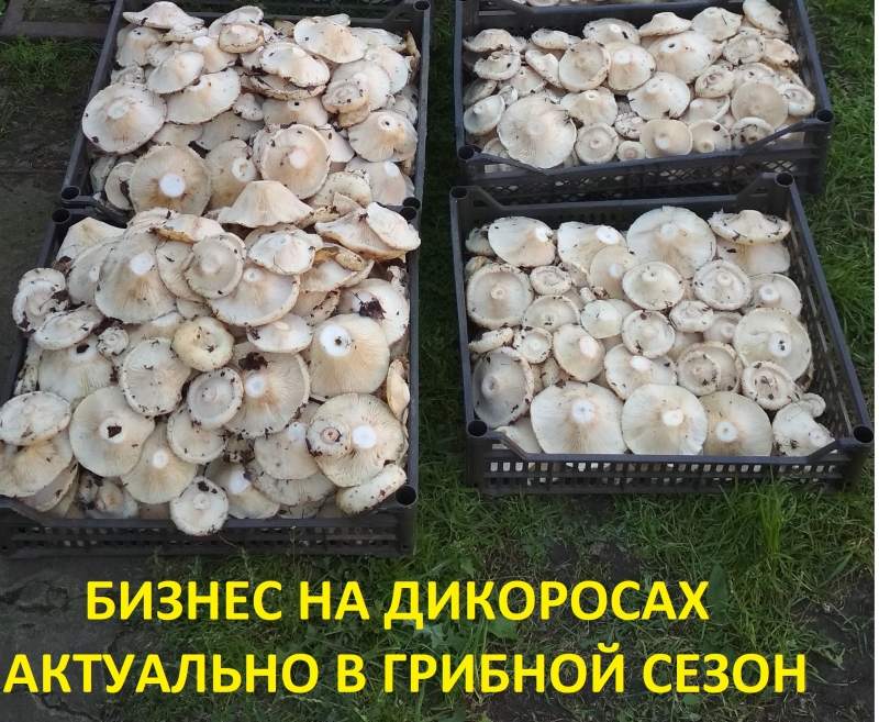 Бизнес на дикоросах
