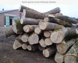 Тополь лес кругляк продажа оптом от заготовителя.