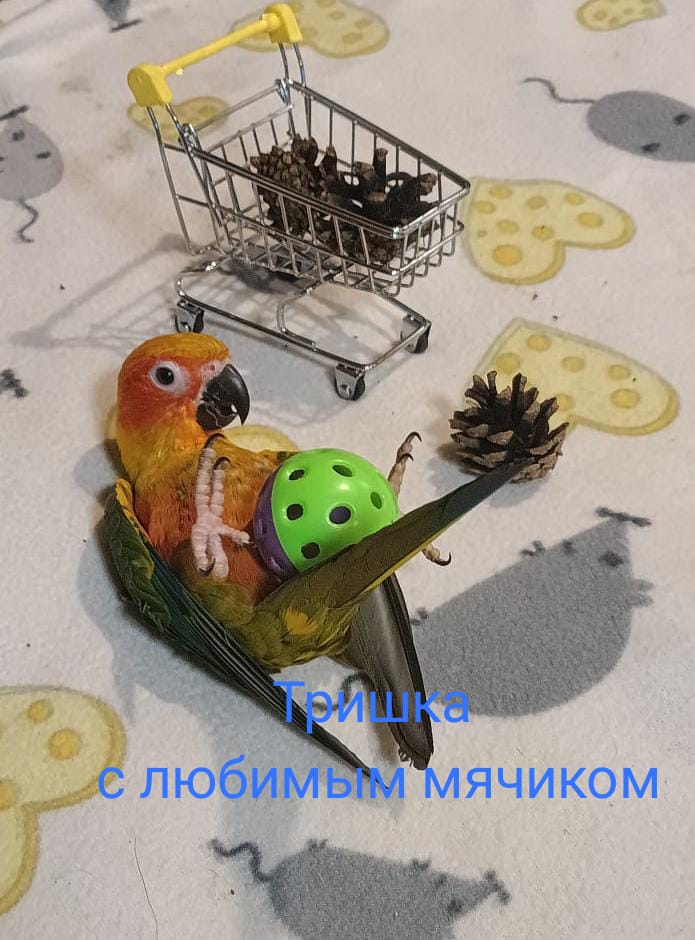 Аратинга солнечный говорящий  птенец выкормыш от заводчика