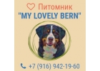 Щенки бернских зенненхундов