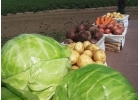 Отборные картошка, морковь, свекла, капуста и другие овощи