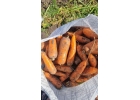 Вкусная морковь сортотипа Шантоне от поставщика