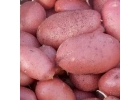 Продажа позднеспелого алтайского картофеля, моркови и свеклы на долгое хранение