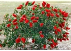 Каллистемоны Callistemon редкое и эффектное растение